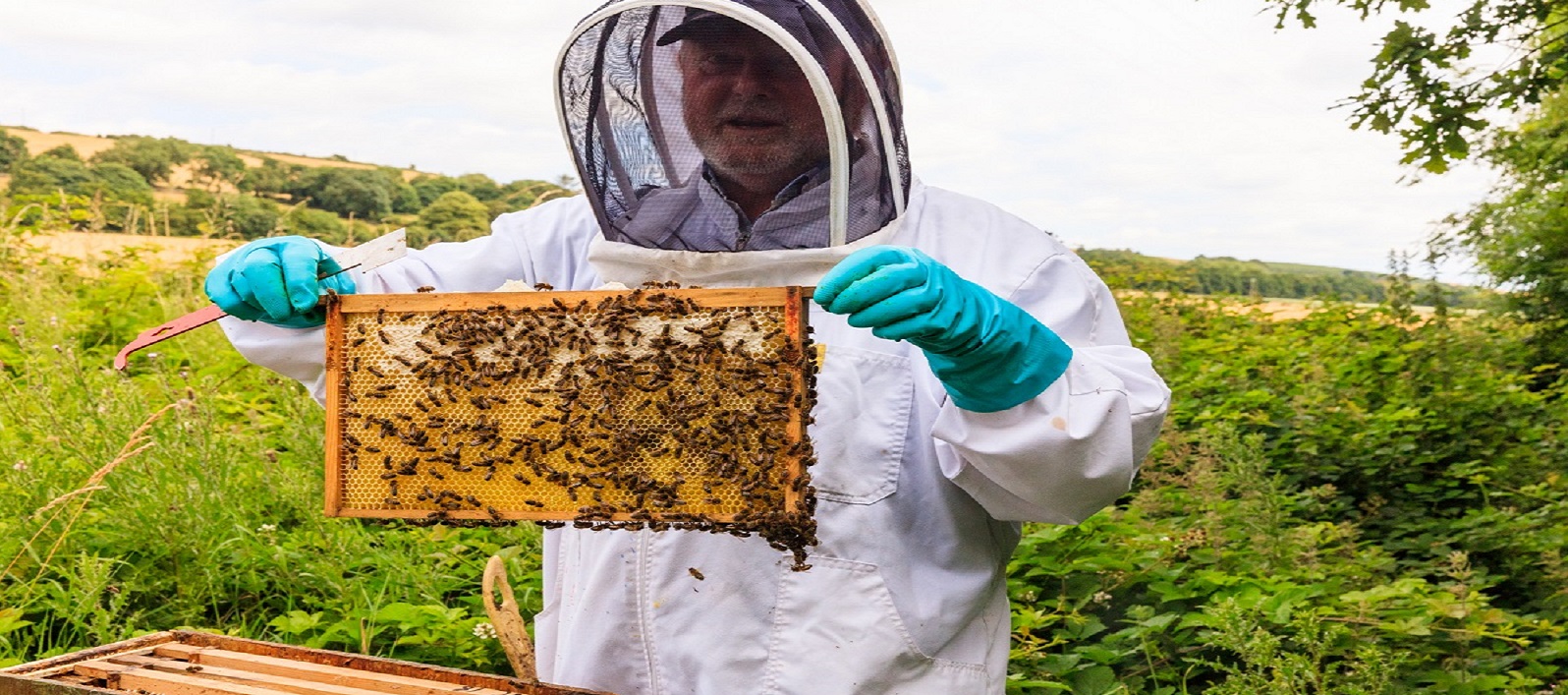 Ballymaloe Beekeeper Niall